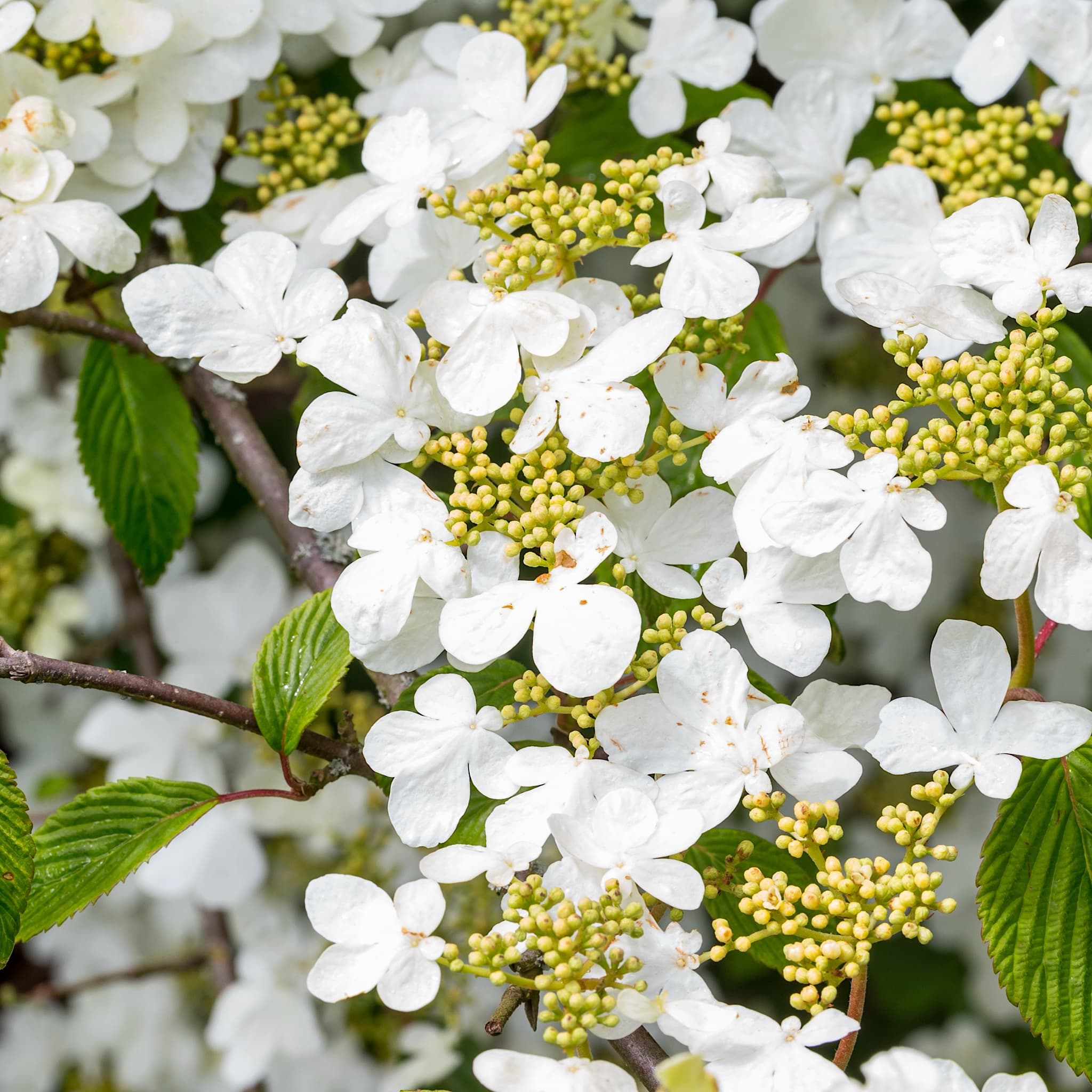 Viburnum plicatum 'Mariesii'