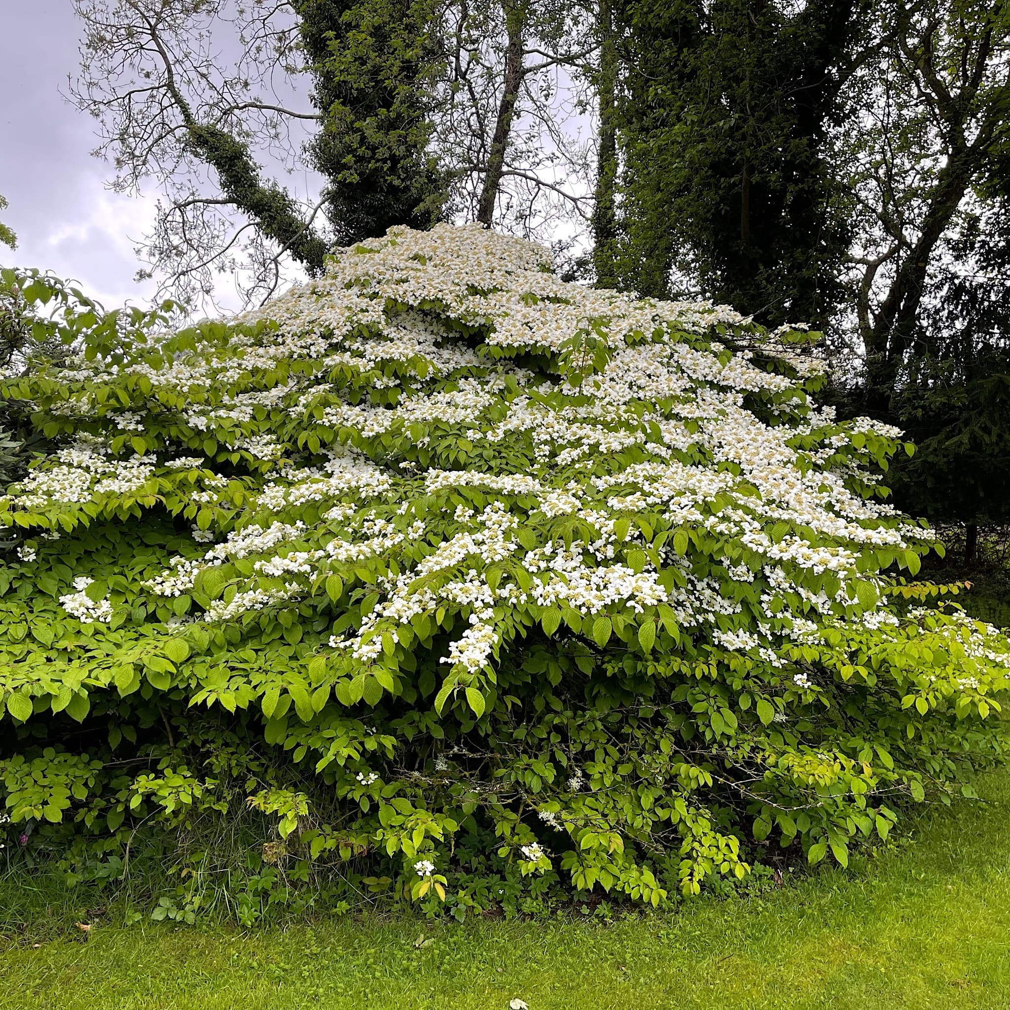 Viburnum plicatum 'Mariesii'