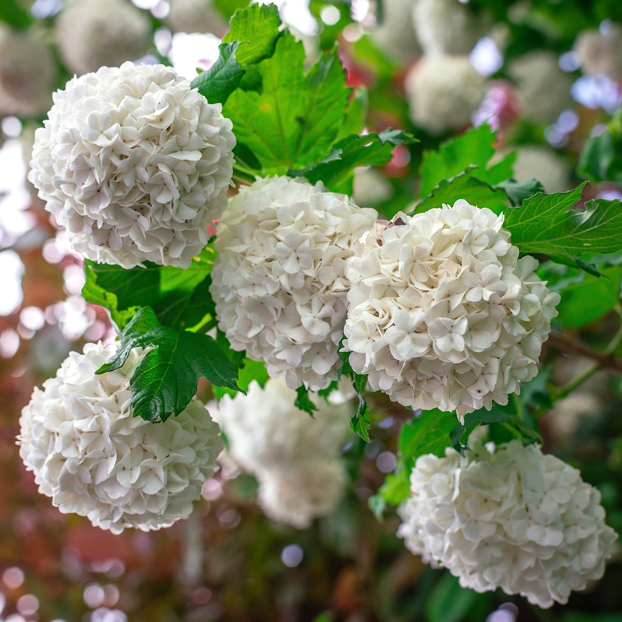 Viburnum opulus 'Roseum'