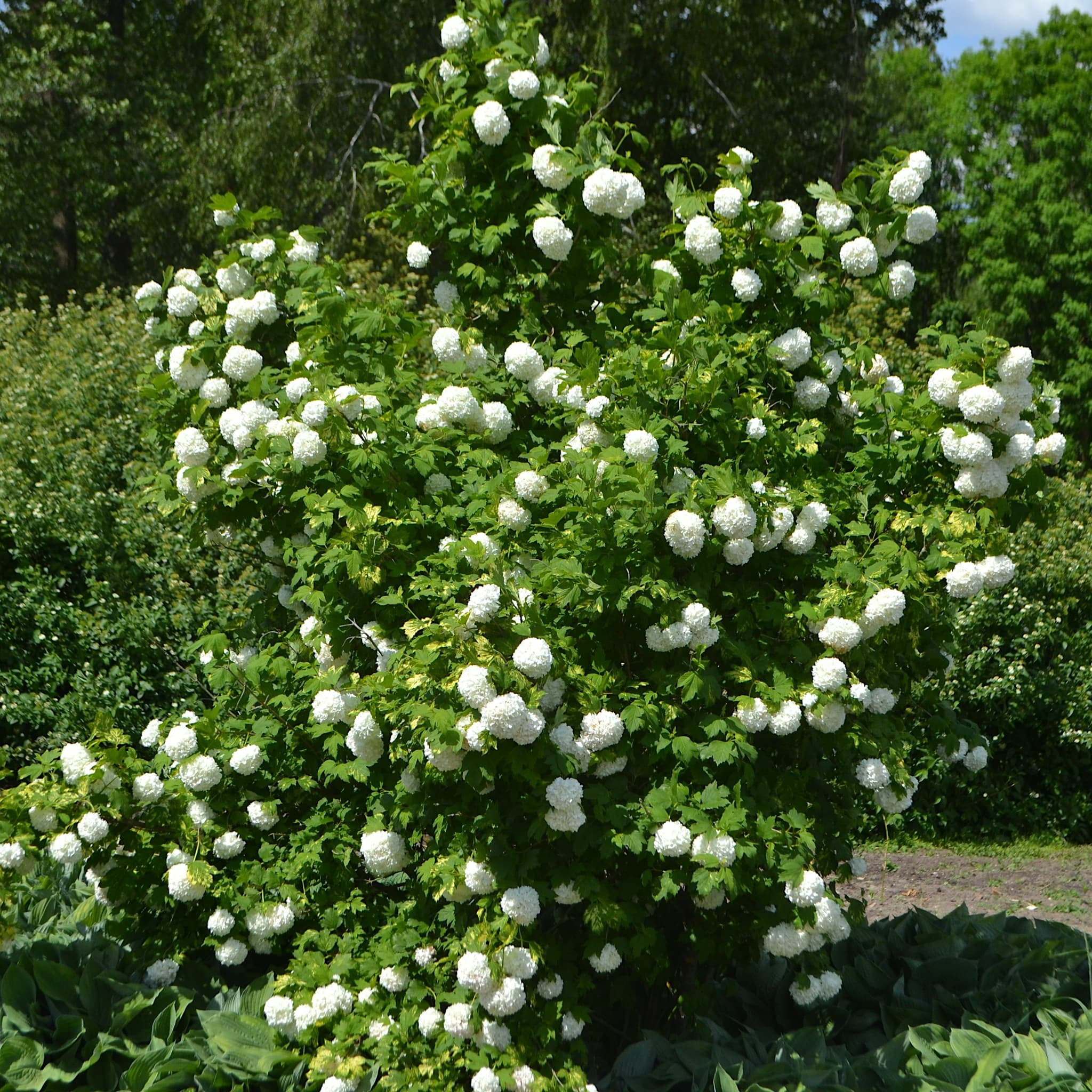 Viburnum opulus 'Roseum'