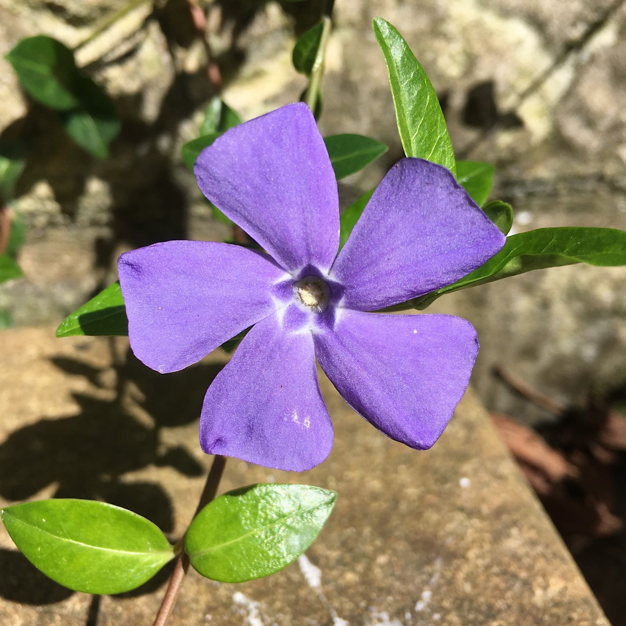 Vinca minor 'Bowles Variety'