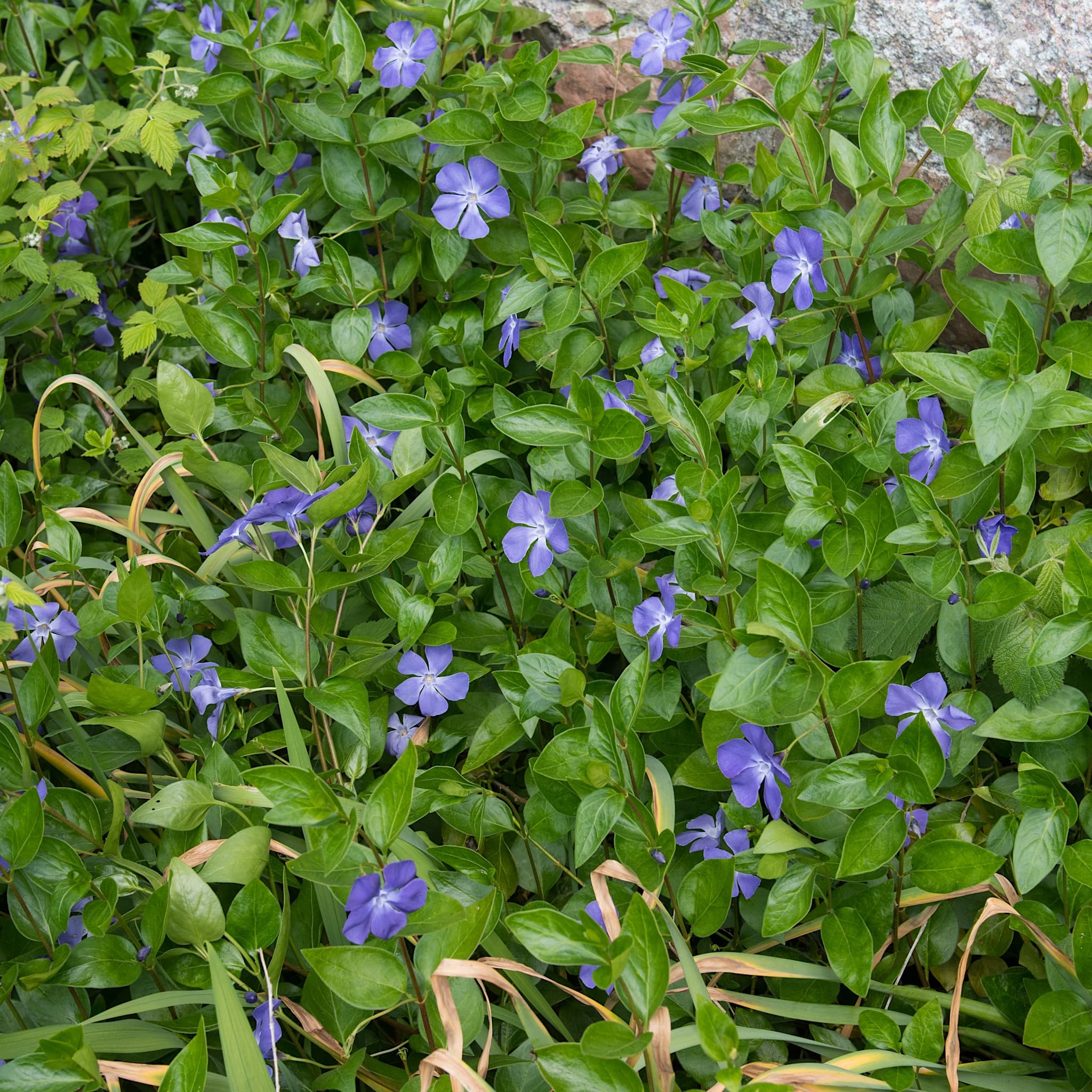 Vinca minor 'Bowles Variety'