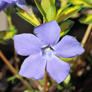 Vinca minor 'Illumination'