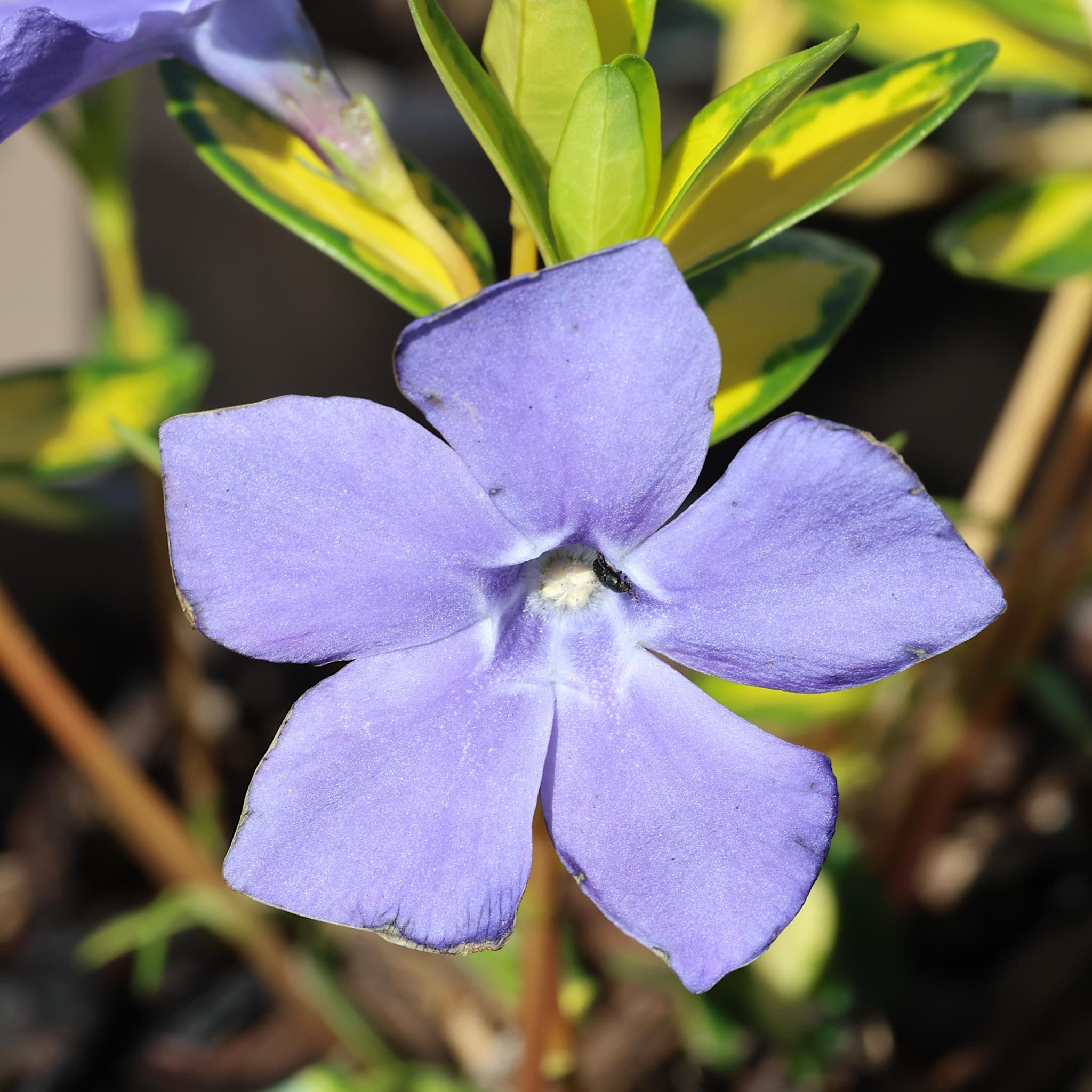 Vinca minor 'Illumination'