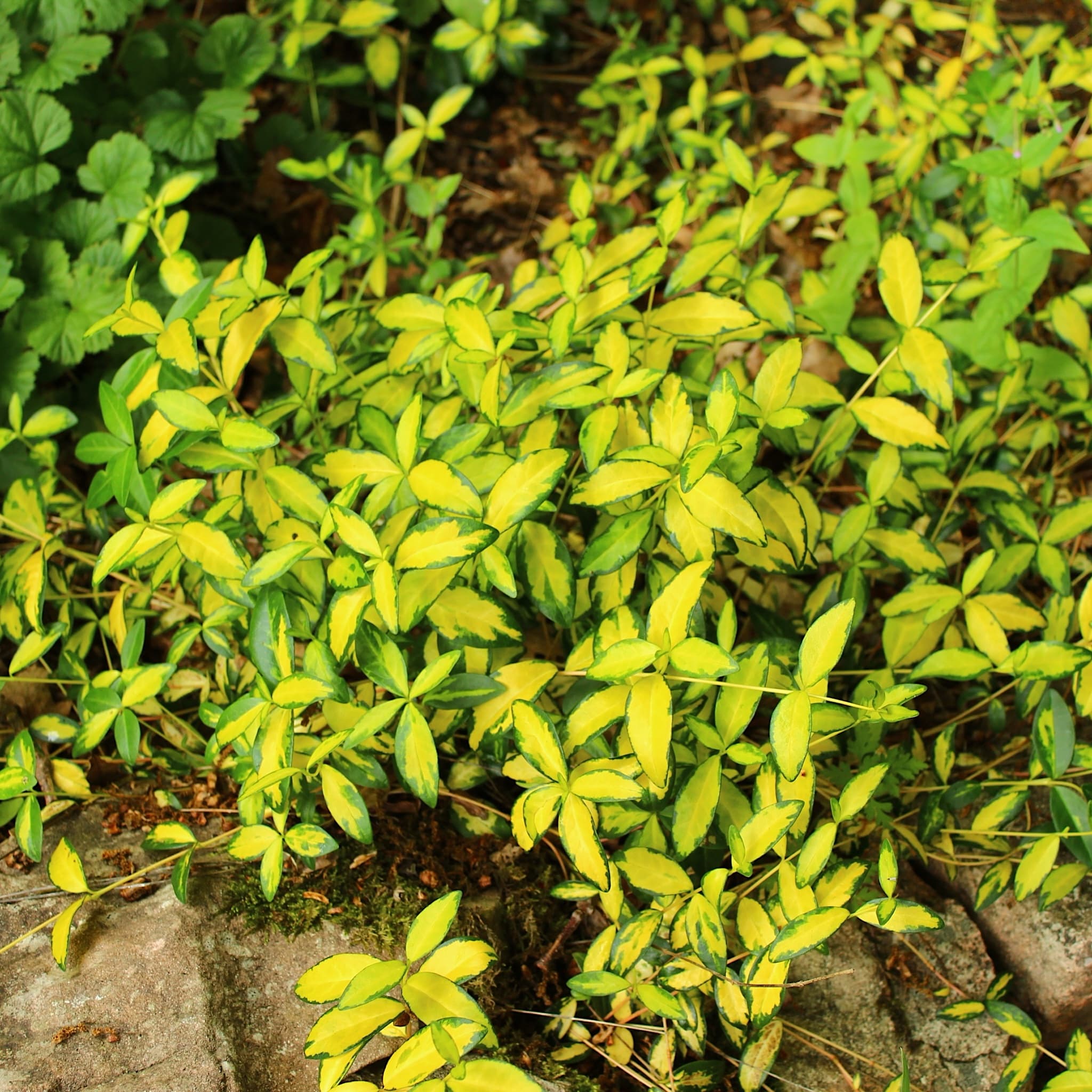 Vinca minor 'Illumination'