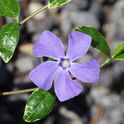 Vinca minor 'Ralph Shugert’