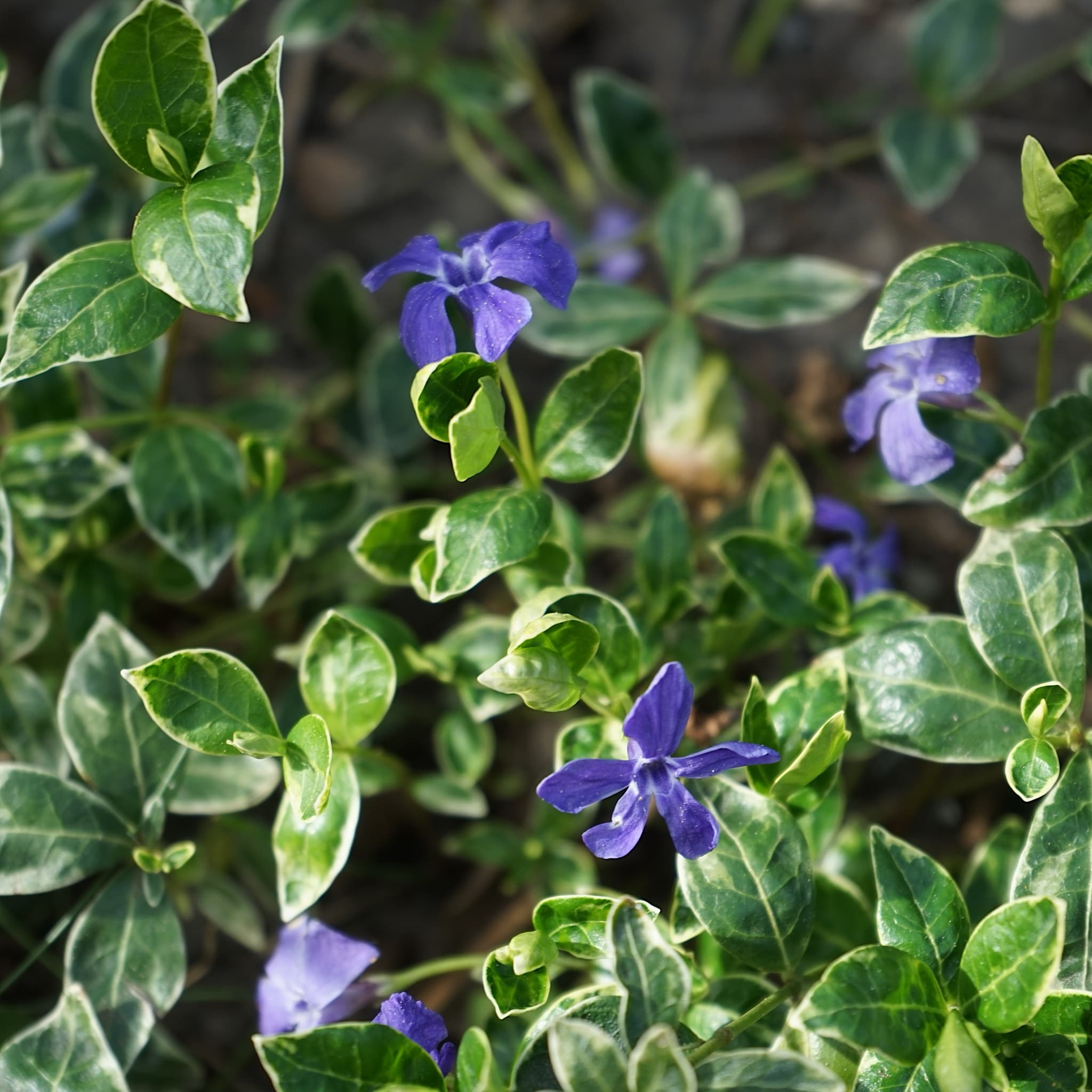 Vinca minor 'Ralph Shugert’
