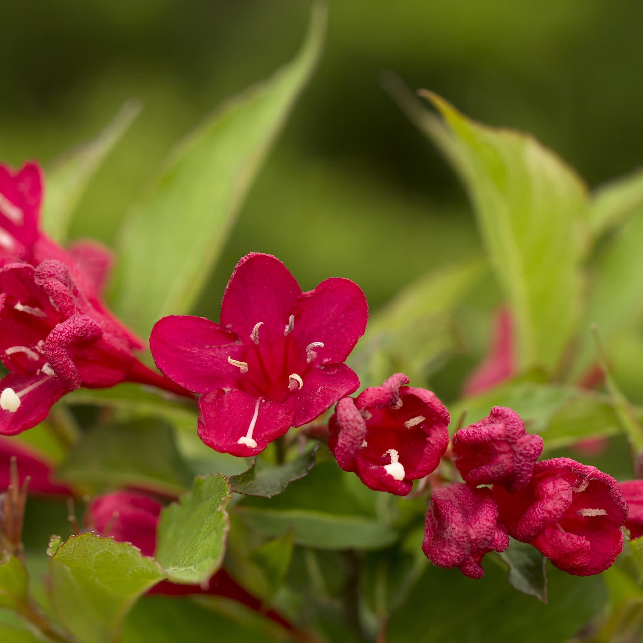 Weigela 'All Summer Red'