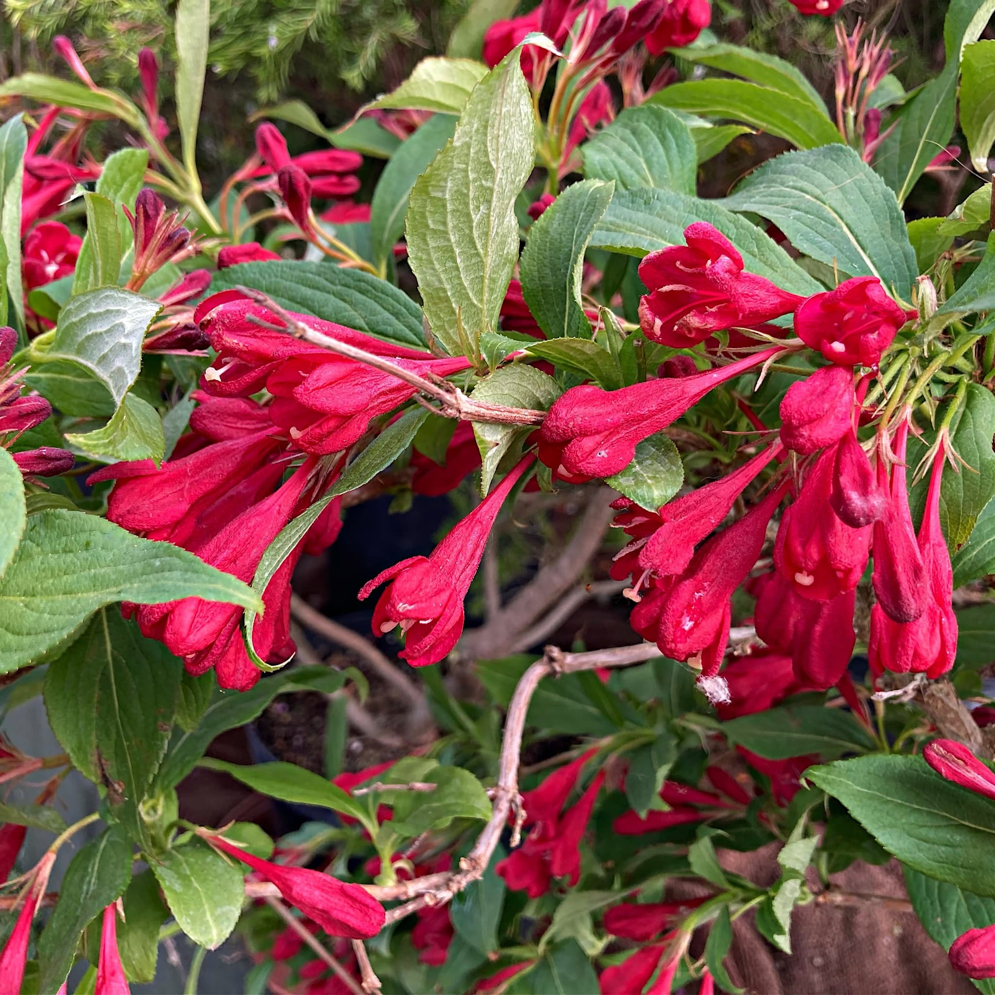 Weigela 'All Summer Red'