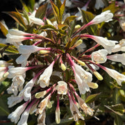 Weigela 'Black and White'