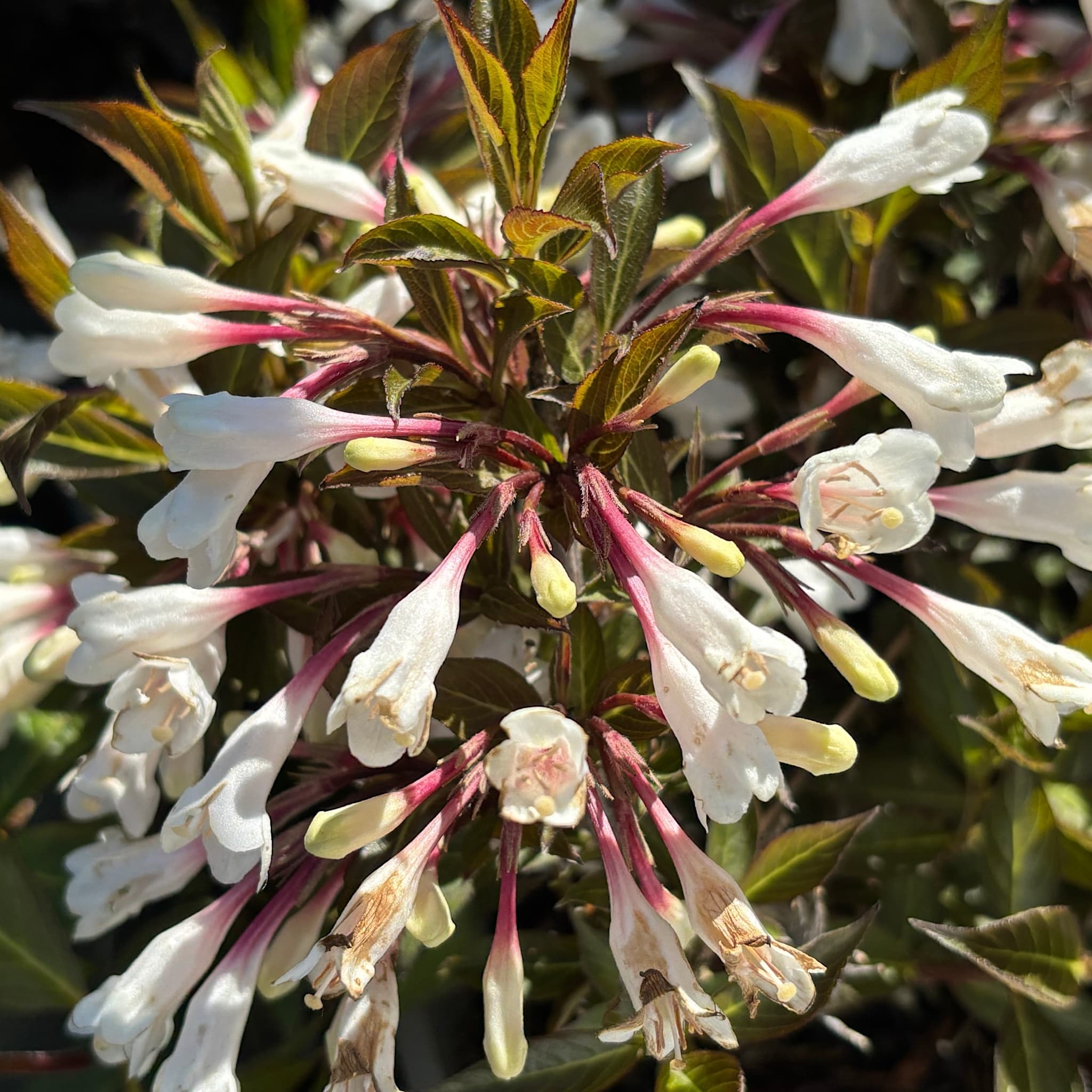 Weigela 'Black and White'