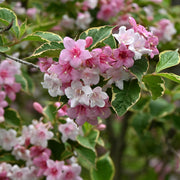 Weigela florida 'Kosteriana Variegata’