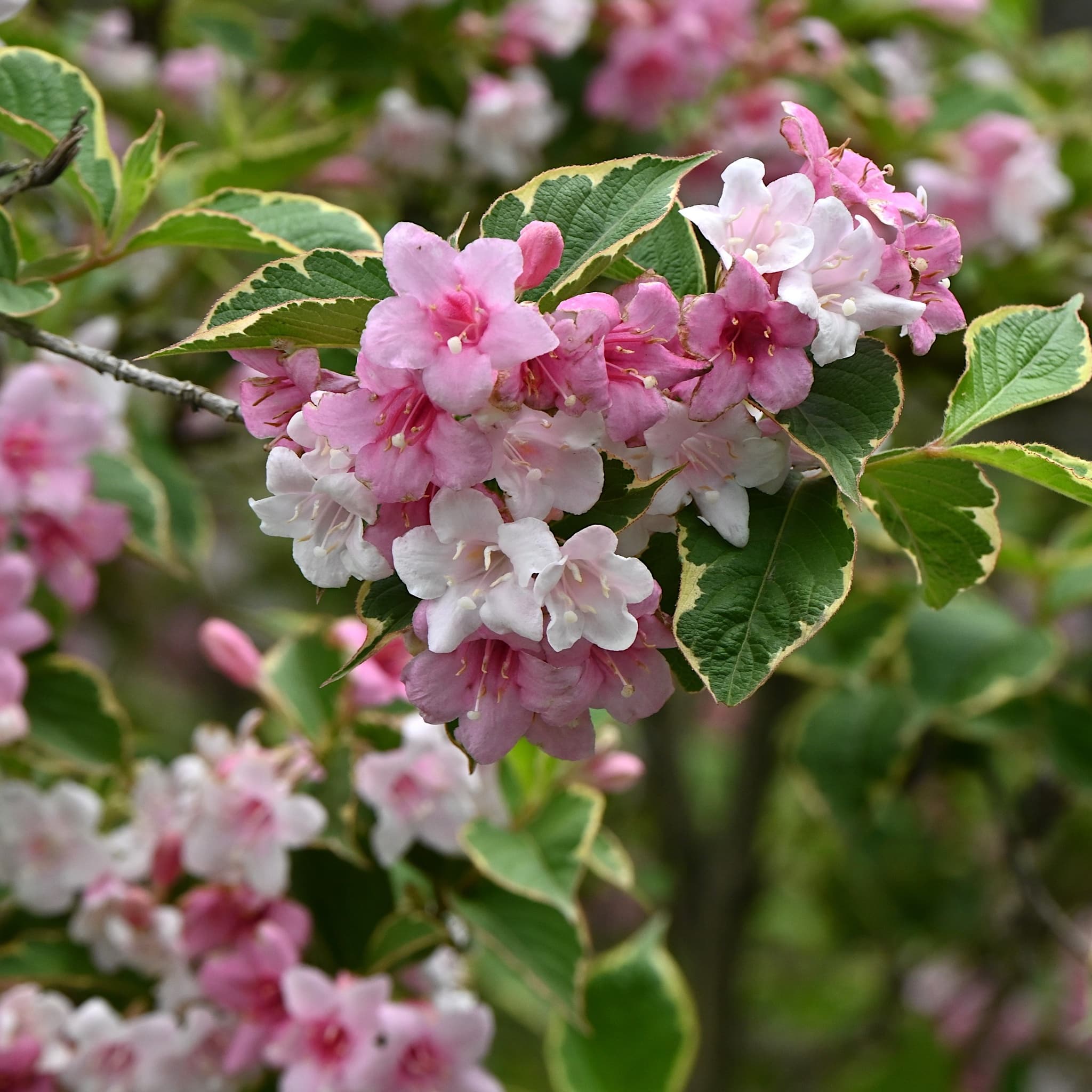 Weigela florida 'Kosteriana Variegata’