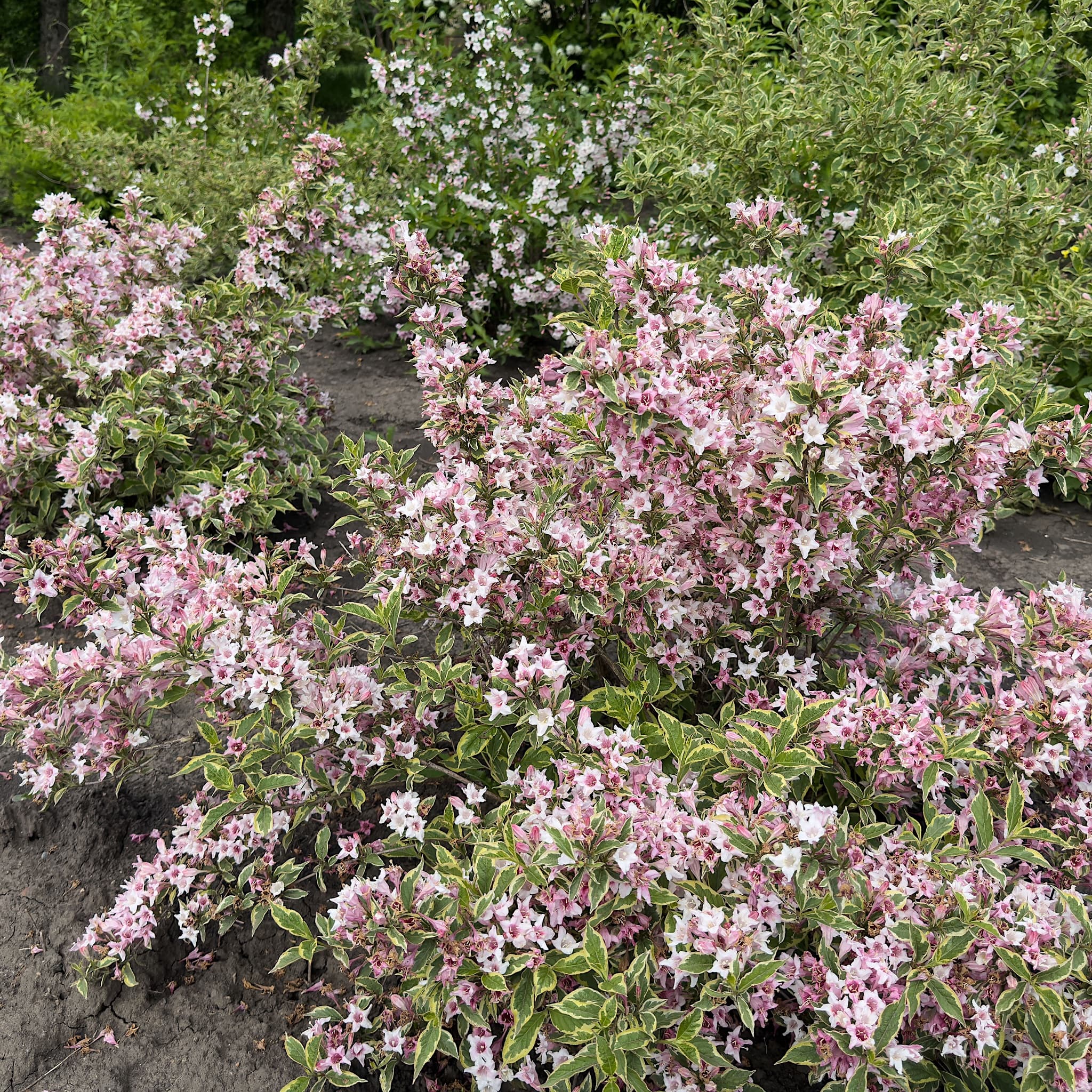 Weigela florida 'Kosteriana Variegata’