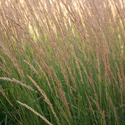 Calamagrostis acutiflora 'Overdam'