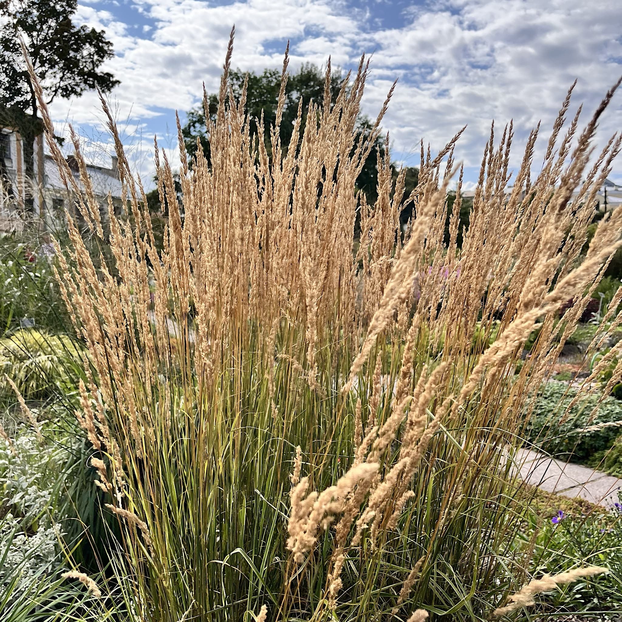 Calamagrostis acutiflora 'Overdam'