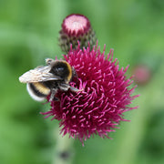 Cirsium rivulare 'Atropurpureum'