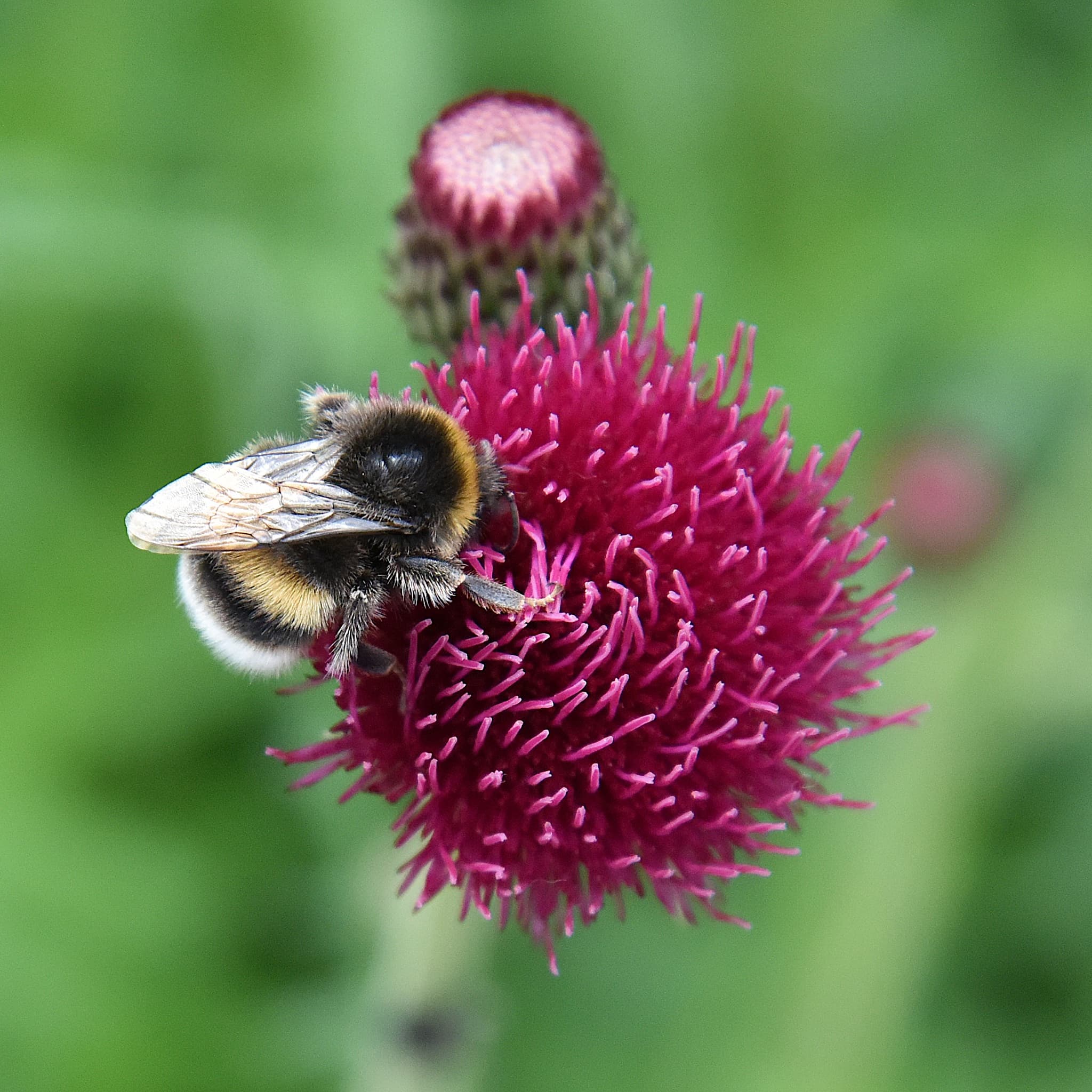Cirsium rivulare 'Atropurpureum'