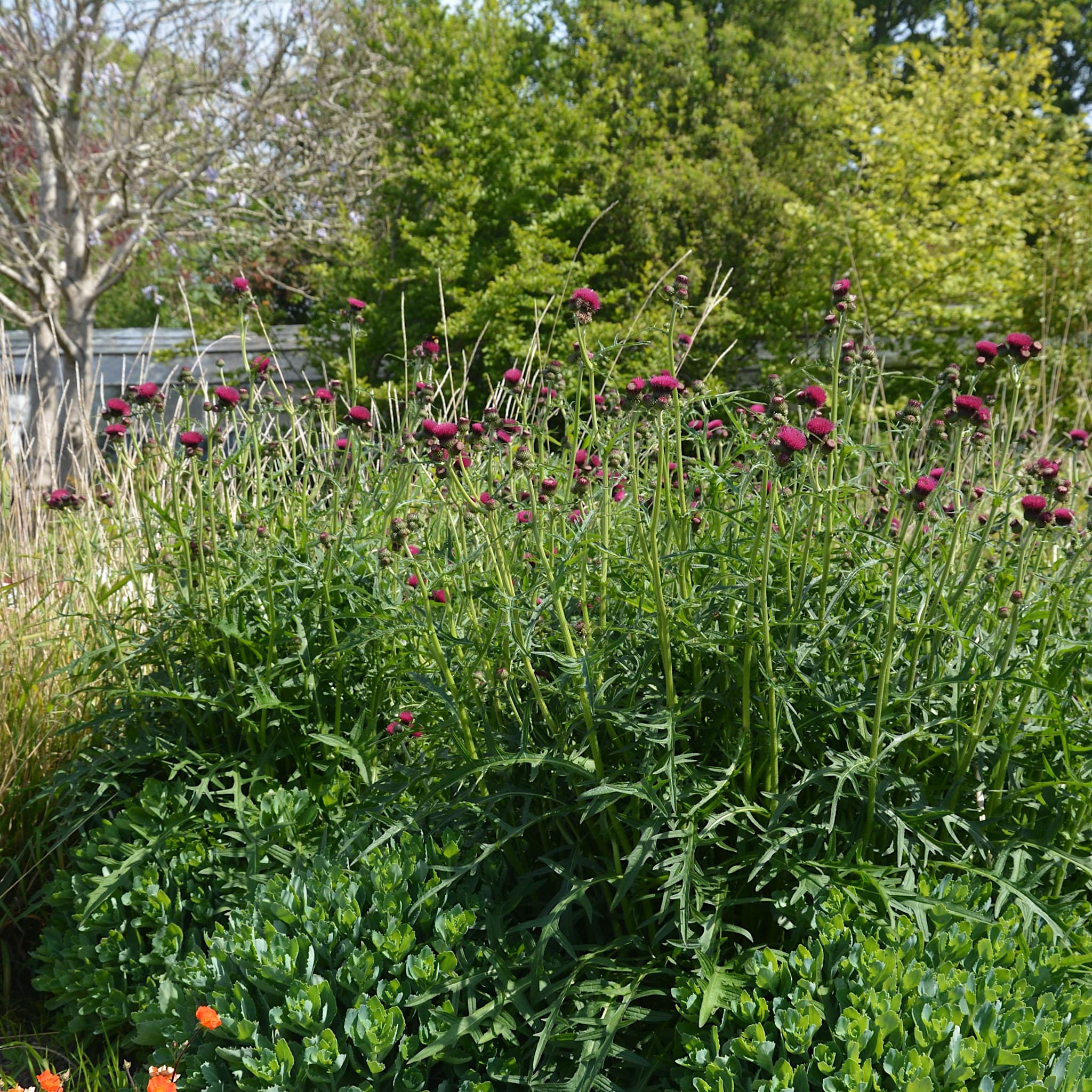 Cirsium rivulare 'Atropurpureum'