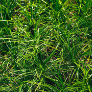Carex morrowii 'Irish Green'