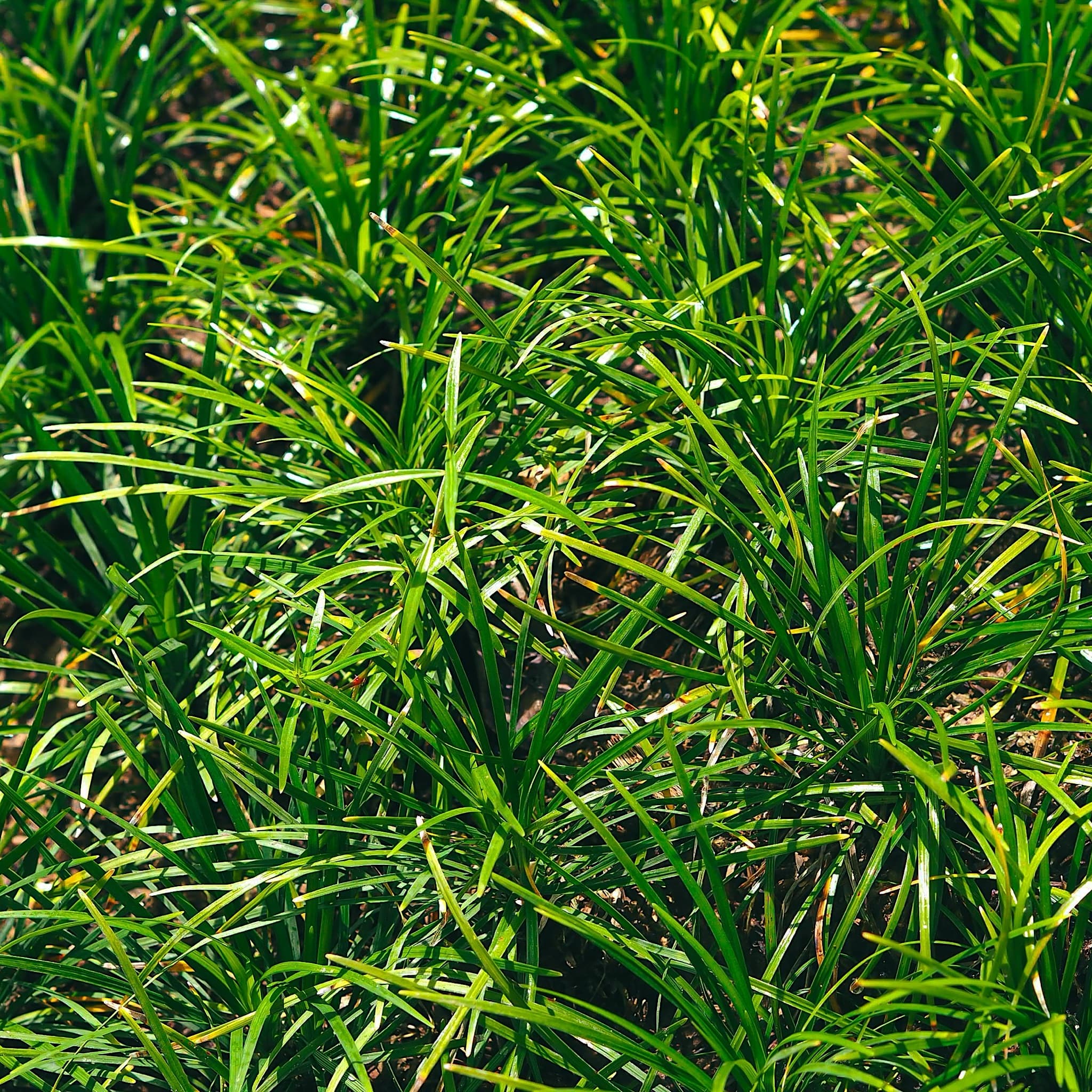 Carex morrowii 'Irish Green'