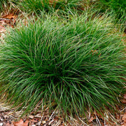 Carex divulsa