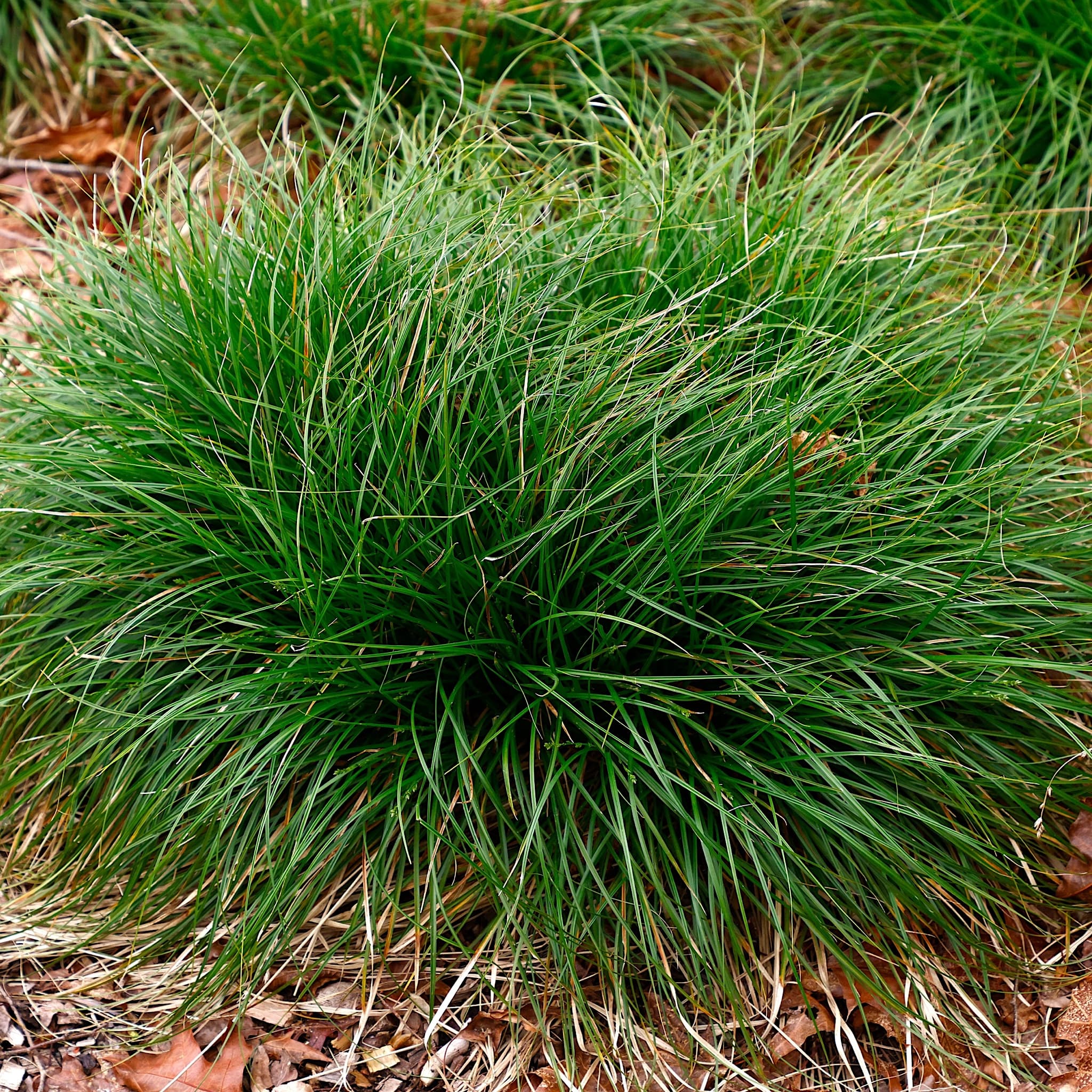 Carex divulsa