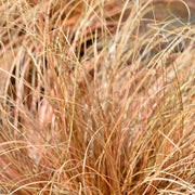 Carex comans 'Bronze Form'