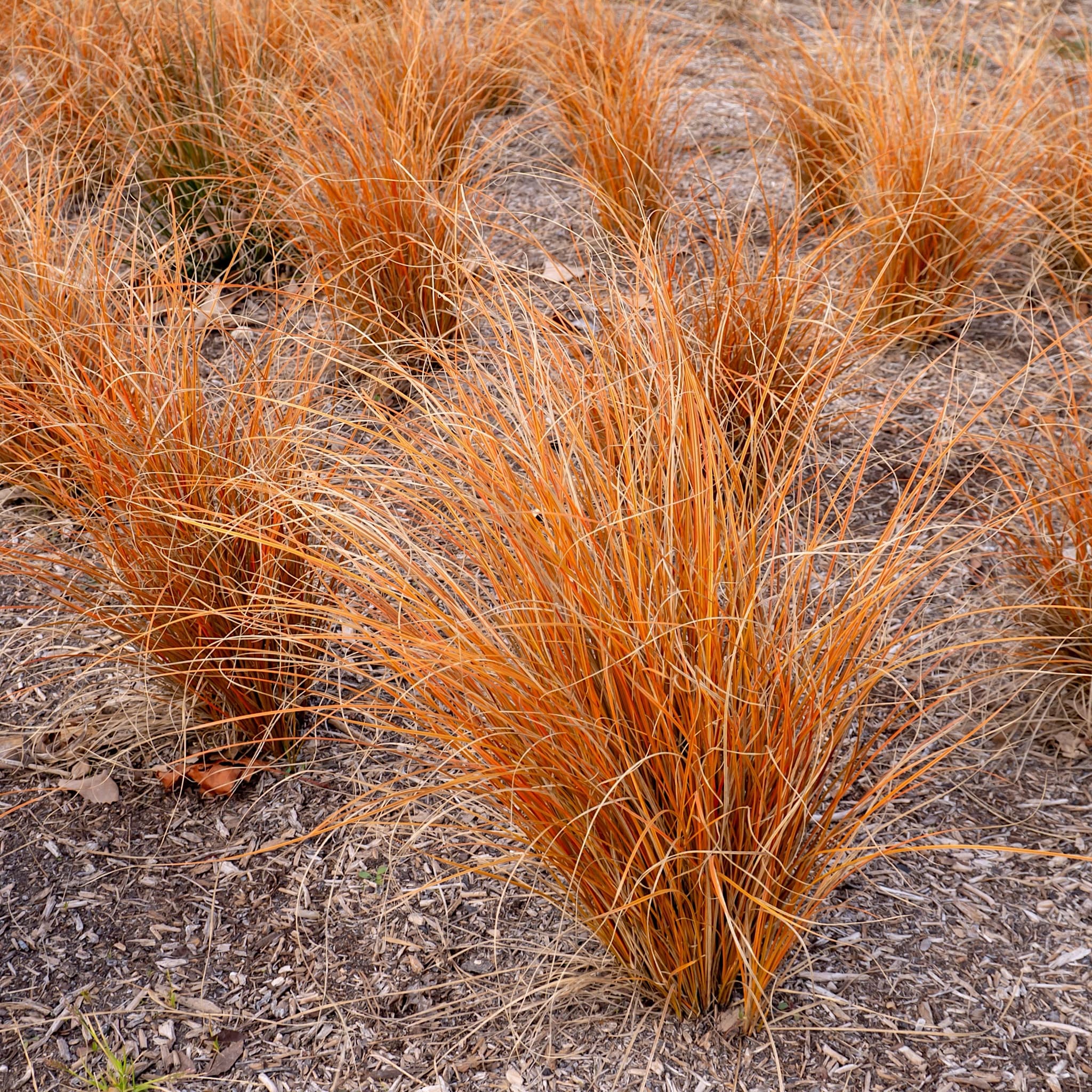 Carex comans 'Bronze Form'