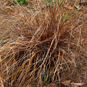 Carex buchananii