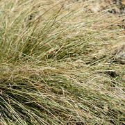 Carex comans 'Frosted Curls'