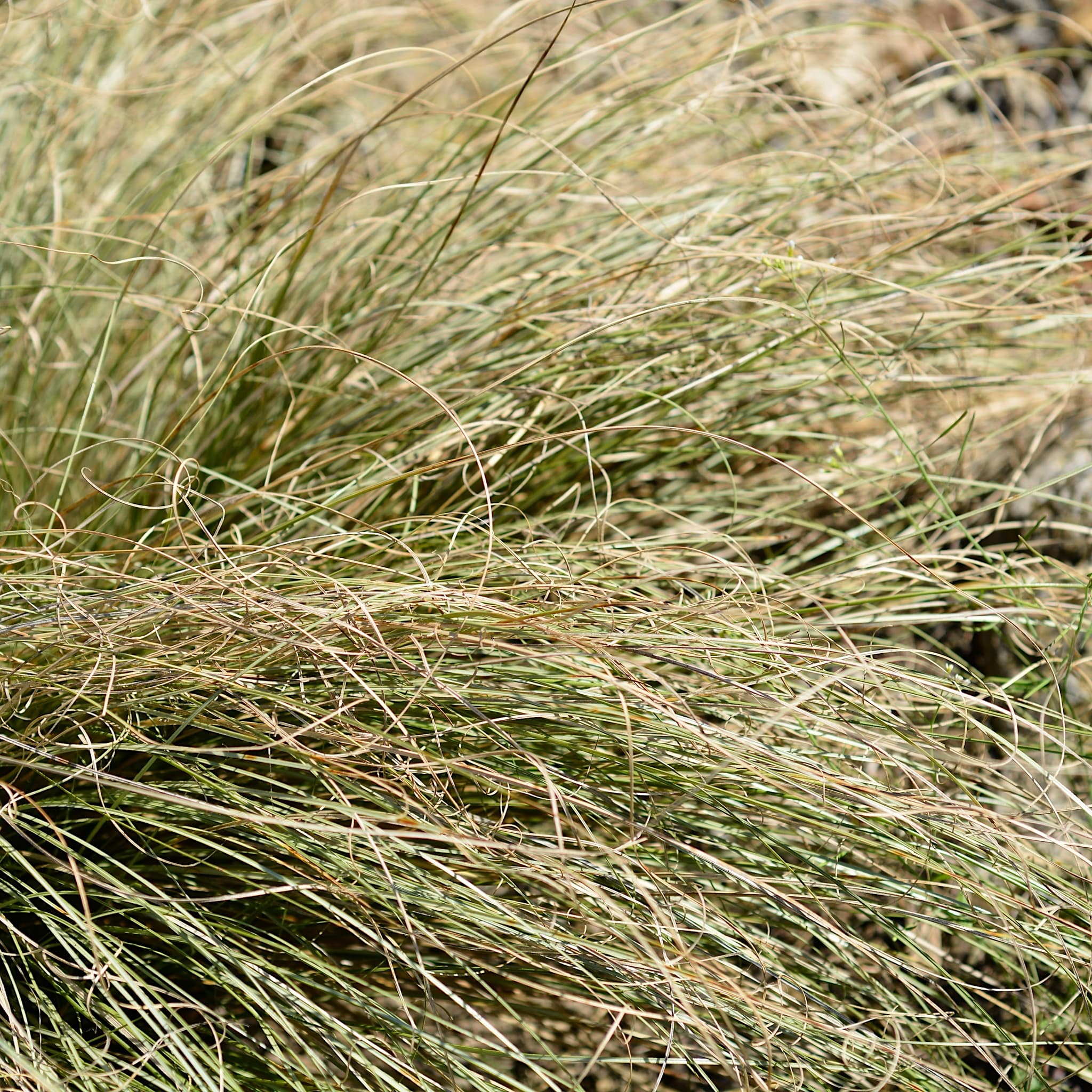 Carex comans 'Frosted Curls'