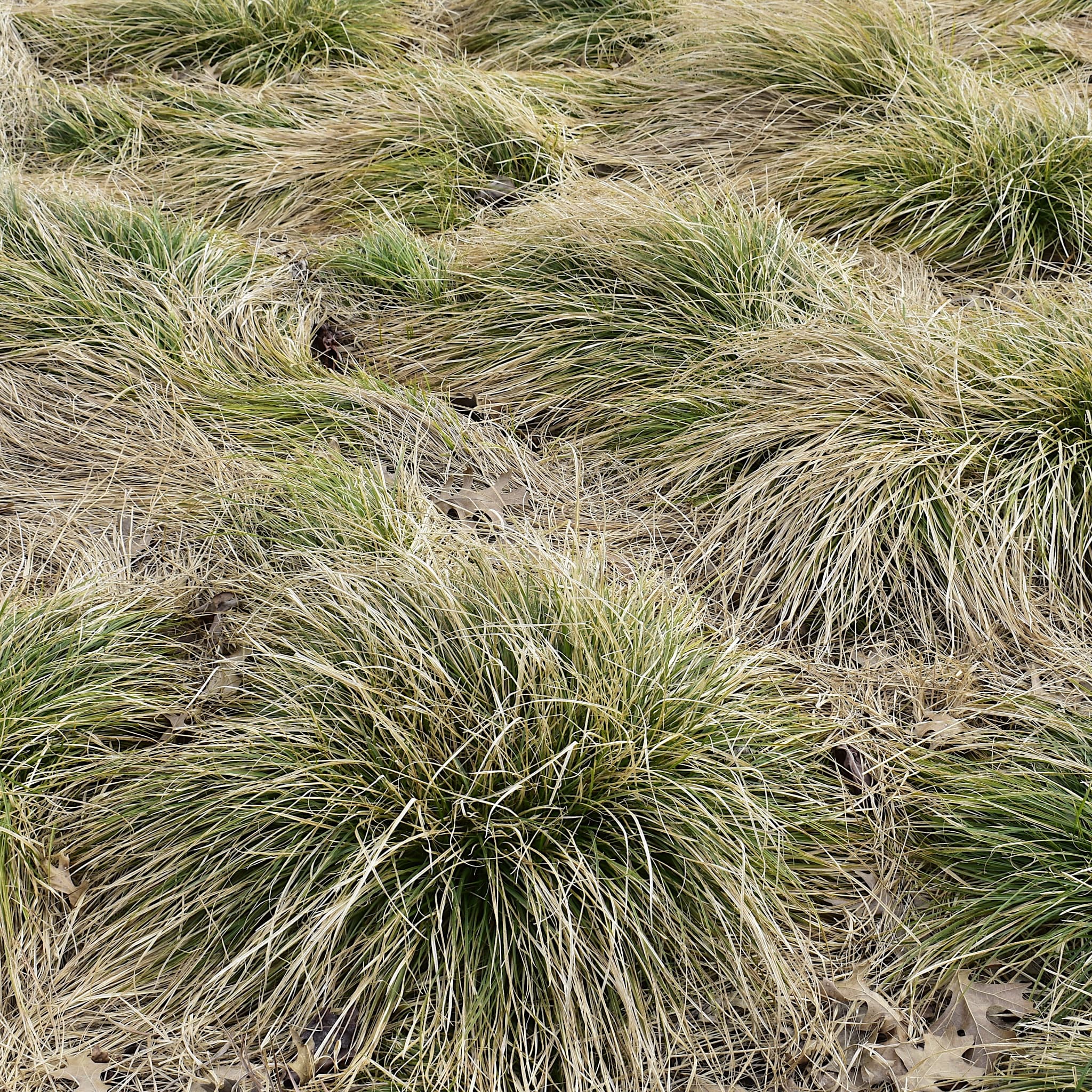 Carex comans 'Frosted Curls'