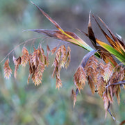 Chasmanthium latifolium