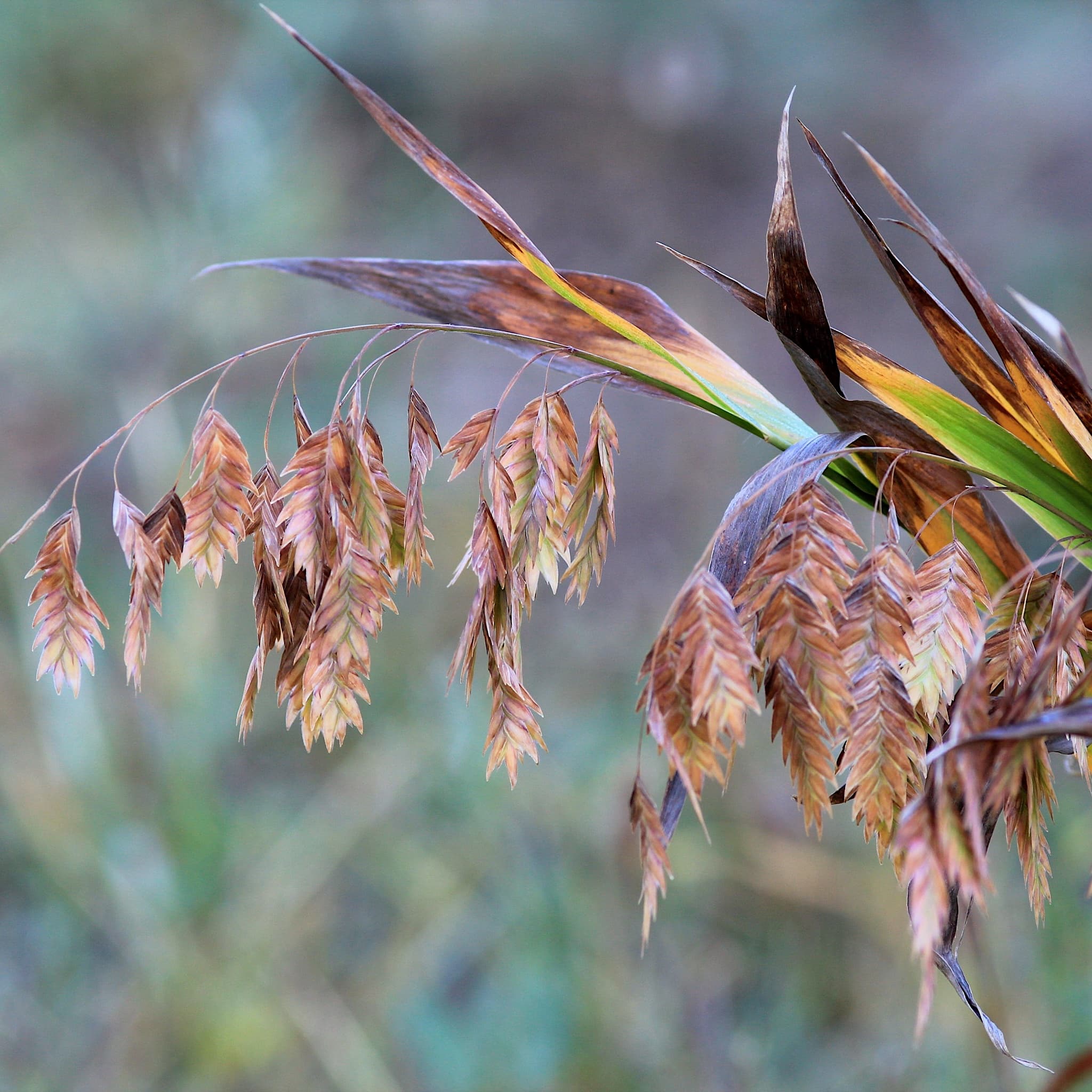 Chasmanthium latifolium
