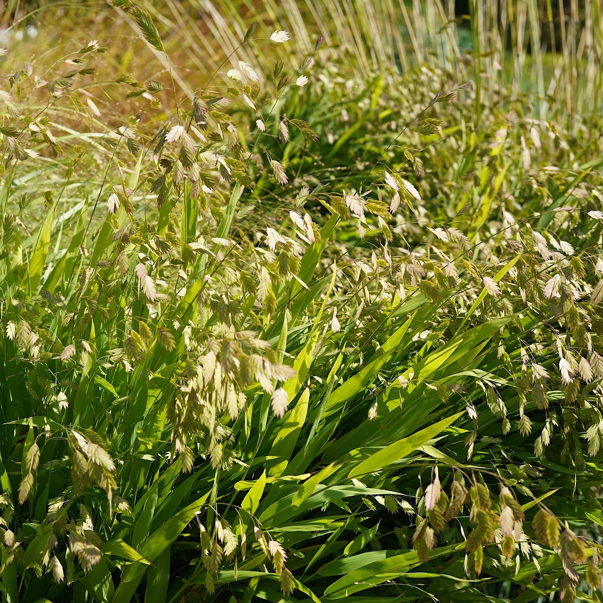 Chasmanthium latifolium