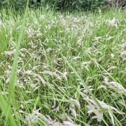 Cortaderia selloana 'Mini Pampas'