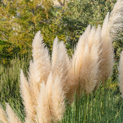 Cortaderia 'Mini Pampas Silver'