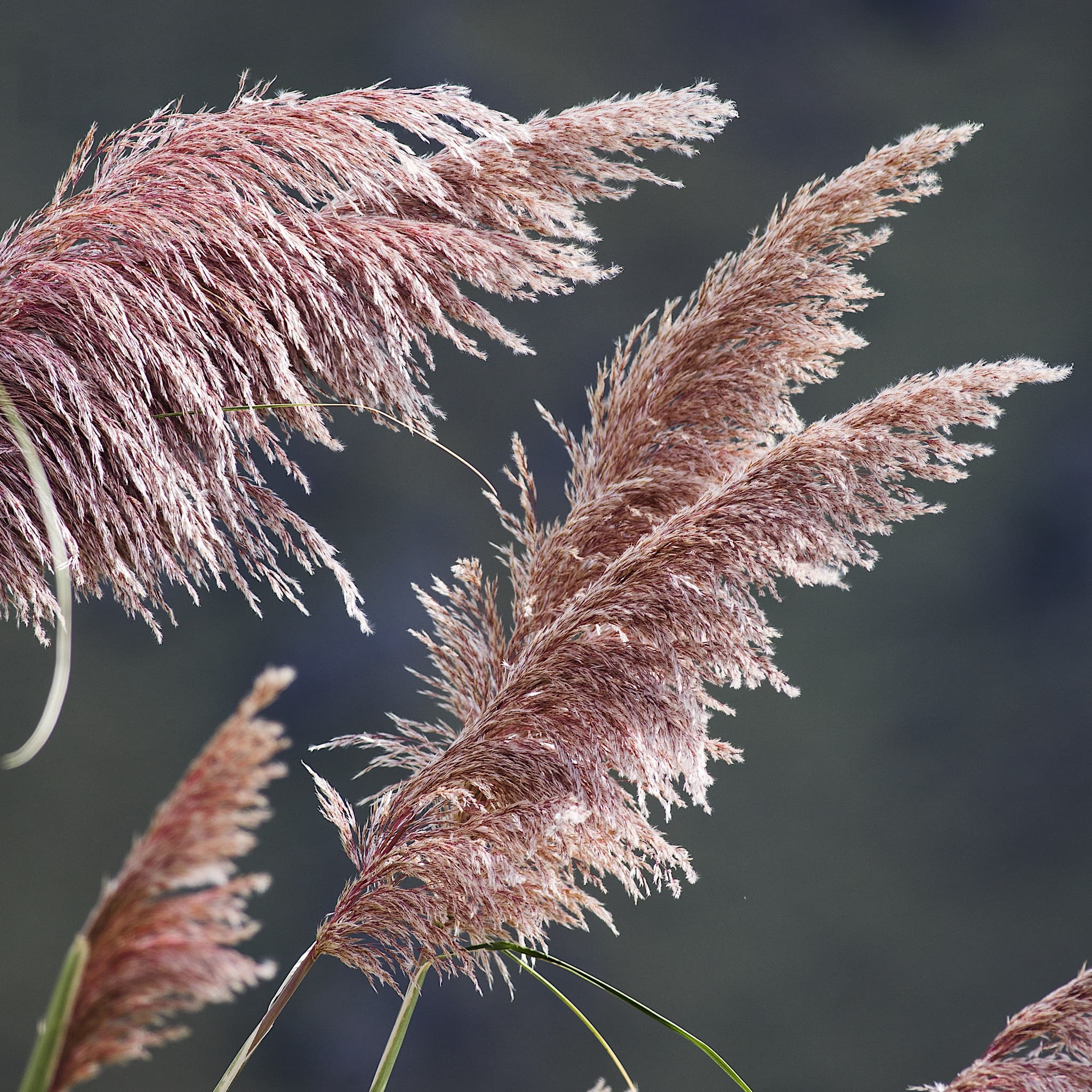Cortaderia 'Pink Feather’