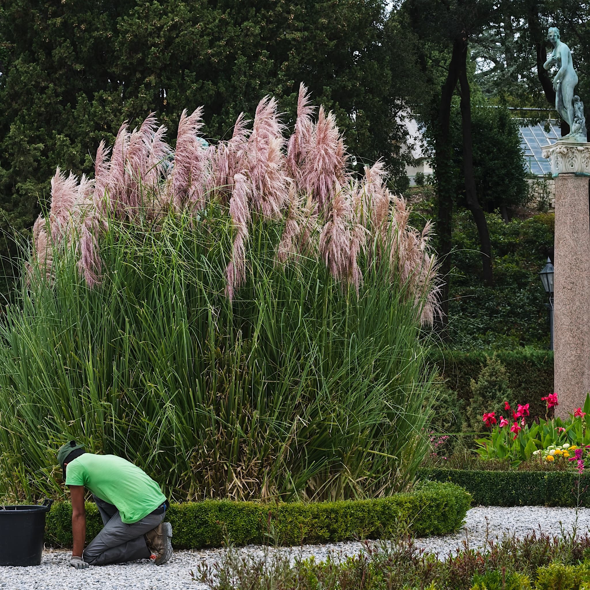 Cortaderia 'Pink Feather’