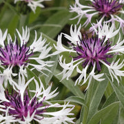 Centaurea montana 'Amethyst in Snow'
