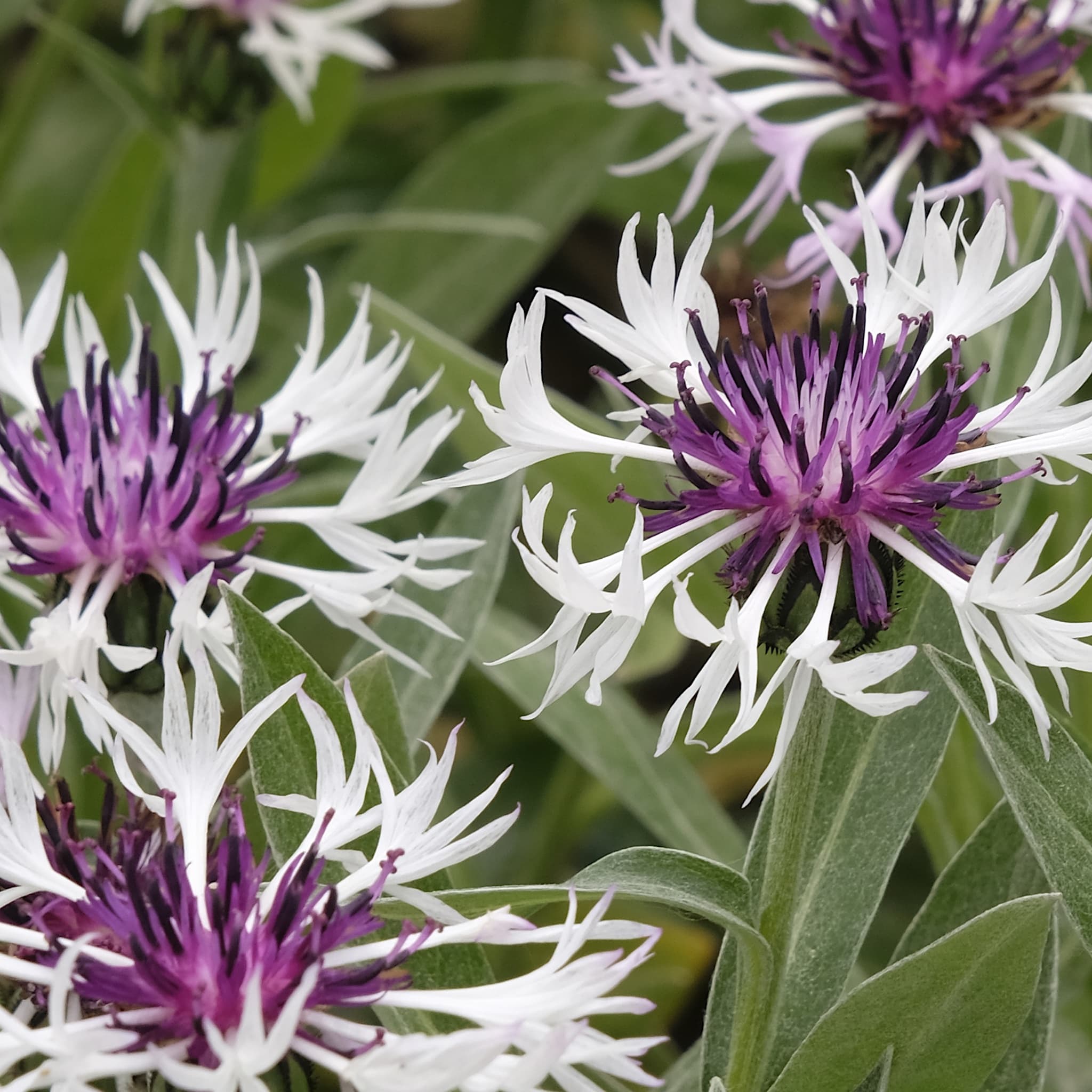 Centaurea montana 'Amethyst in Snow'