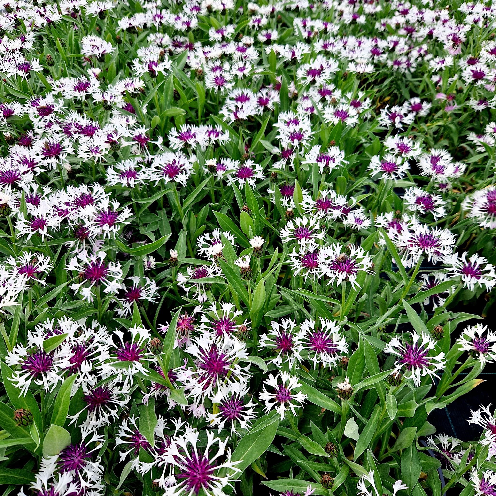 Centaurea montana 'Amethyst in Snow'