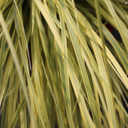Cortaderia 'Splendid Star'