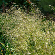 Deschampsia cespitosa