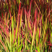 Imperata cylindrica 'Rubra'