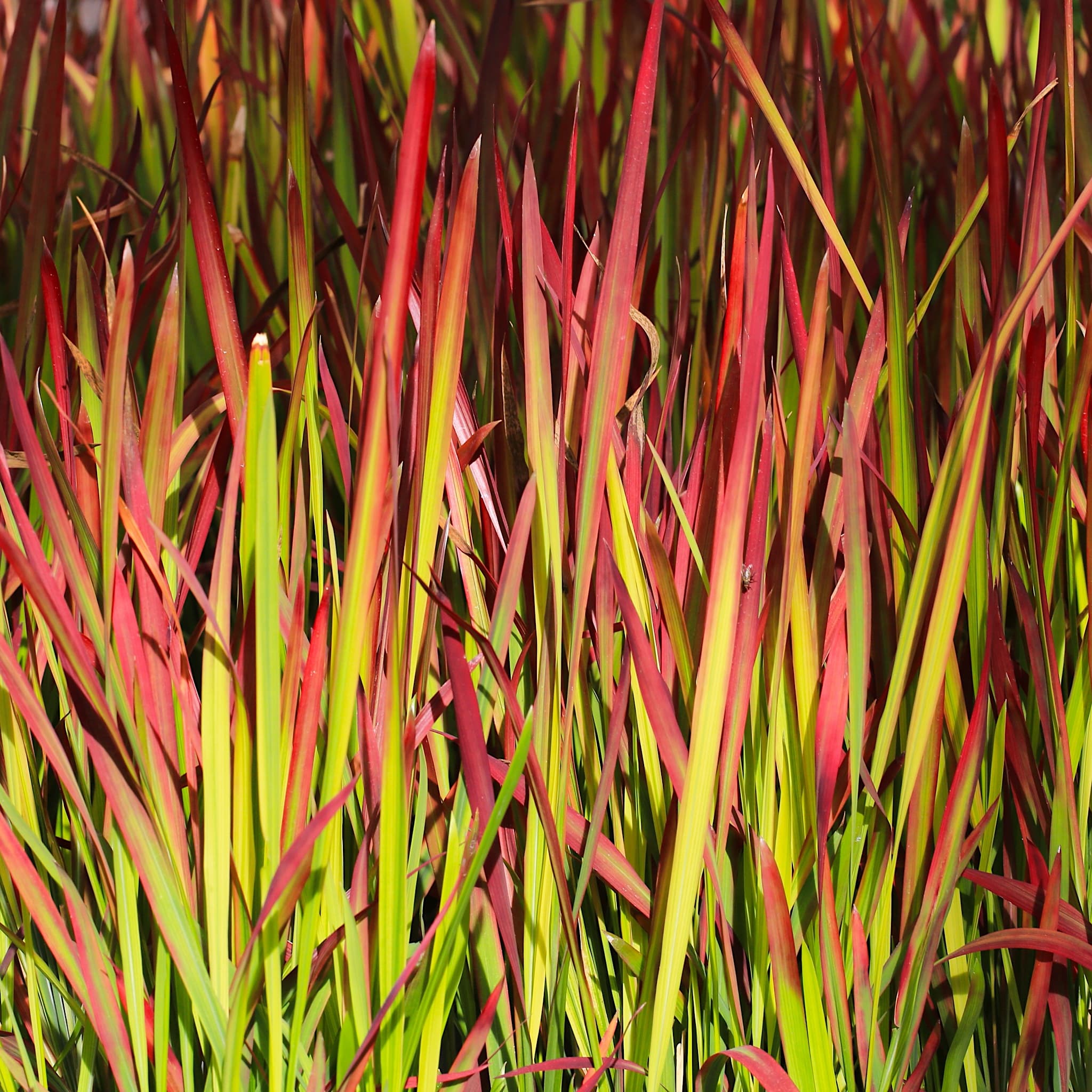 Imperata cylindrica 'Rubra'