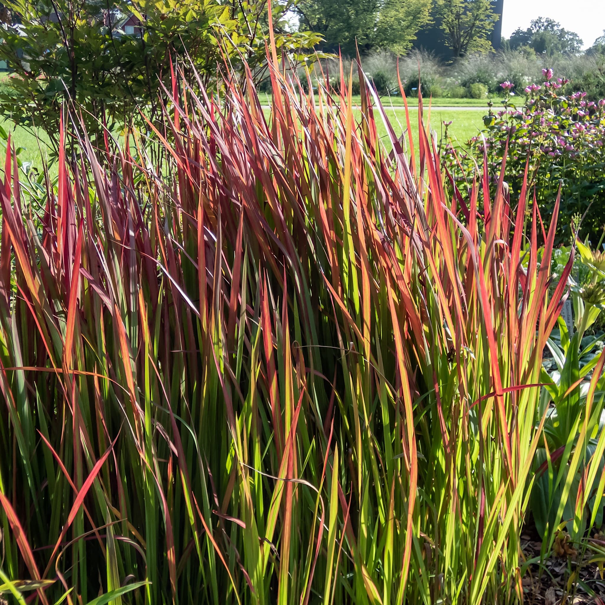 Imperata cylindrica 'Rubra'