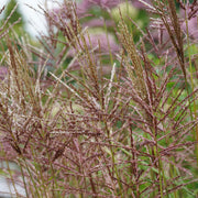 Miscanthus sin. 'Flamingo'