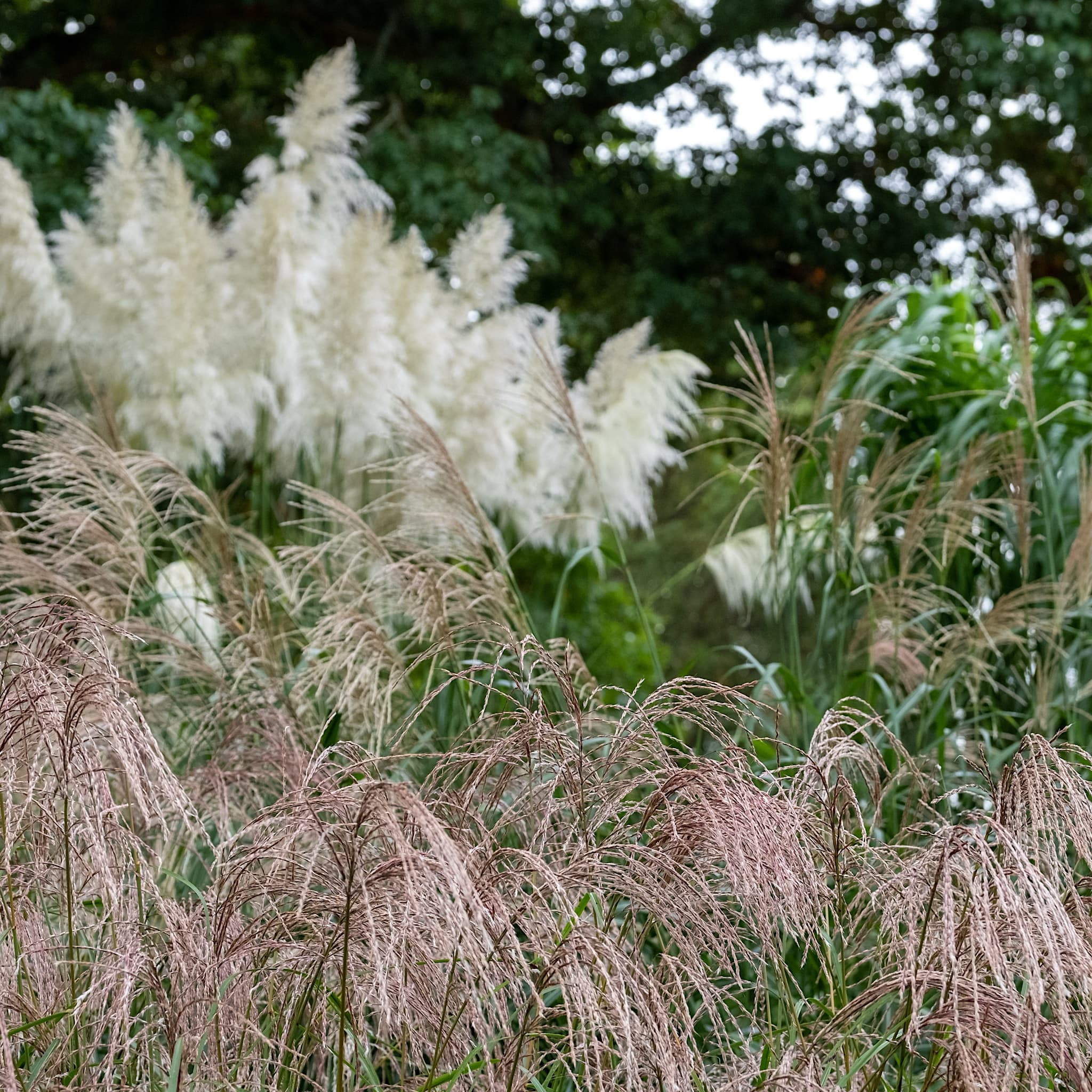 Miscanthus sin. 'Flamingo'